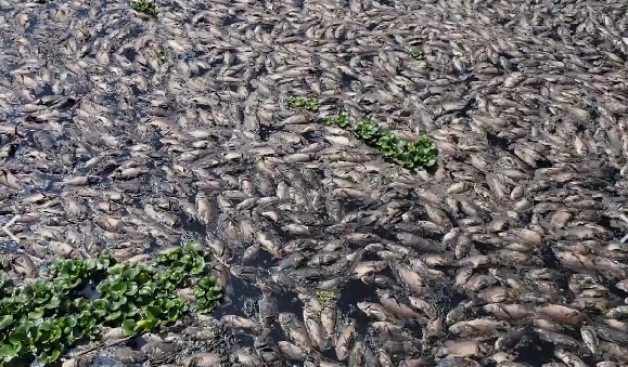 台中頭汴坑溪魚群集體暴斃 市議員江和樹痛批:台中市環保局蝦扯缺氧而死